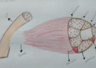 Anatomia e Fisiologia Humanas-LEF 0616